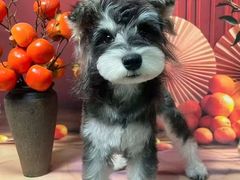 -BABIT巴比特宠物(MOMOPARK店)