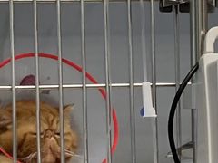 -北京派仕佳德动物医院·超导核磁·CT·神经科·骨科·内外科·急重症管理中心