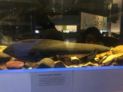 -墨尔本博物馆(Melbourne Museum)