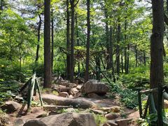 -鲁山国家森林公园