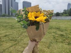 -合肥滨湖国家森林公园