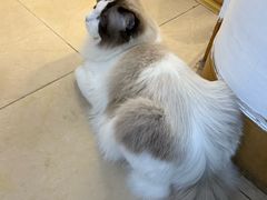 -达爱动物医院·犬猫分区·CT·复杂眼科(远洋山水分院)