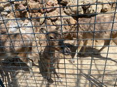 -大连森林动物园