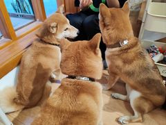 -是阿柴呀！柴犬咖啡·爱喵喵猫咖
