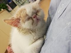 -芭比堂宠物医院·全科爱猫医院·仁德分院