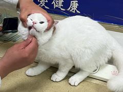 -艾贝尔宠物医院·狂犬免疫点(江山金象城店)