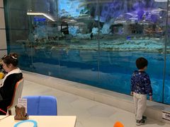 -帝企鹅自助餐厅•儿童岛•真企鹅(长隆企鹅酒店)