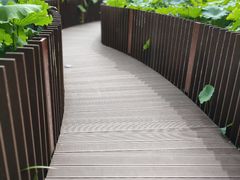 -陈家山荷花公园