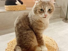 -猫儿山۰猫主题餐厅