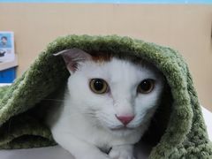 -宠颐生猫科·内科皮肤科(西平世纪城店)