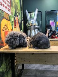 -神奇动物撸宠馆·羊驼·小浣熊·异宠(豫园店)