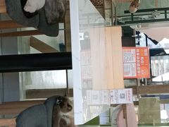 -喵园·猫主题咖啡厅·撸猫·猫咖(国贸店)