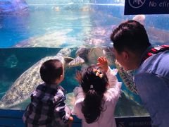 -烟台海昌鲸鲨海洋公园