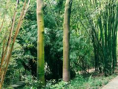 -中山市树木园