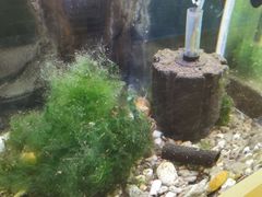 -上海大自然野生昆虫馆(东方明珠·爬宠昆虫探索中心)