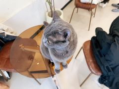 -共舞时光猫咖·狗咖(新街口店)
