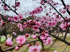 -香雪海
