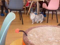 -Let's go狗咖·猫咖·奶狗·桌游(春熙路IFS店)