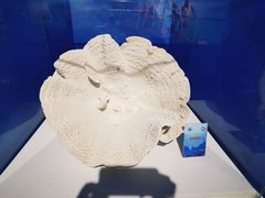 -中国地质博物馆