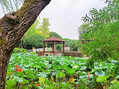 -荷花公园