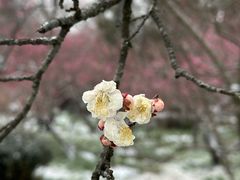 -梅花山(明孝陵内)