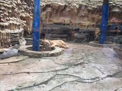 -贵州森林野生动物园