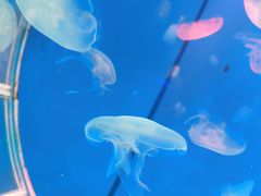 -顺德南宏海立方海洋公园