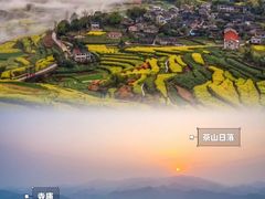 -桑洲油菜花景区