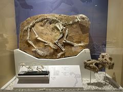 -国家自然博物馆