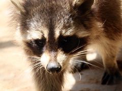 iphone_upload_pic-西安秦岭野生动物园