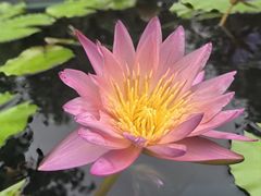 -上海辰山植物园
