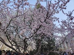 -桃花堤公园