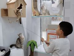 -COLOR PETS 撸猫馆·购猫·猫咖(长风大悦城店)
