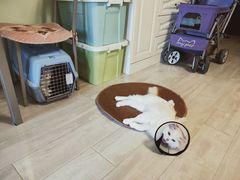 -喜多萌中农锦绣动物医院24H·猫科·牙科MRI·CT