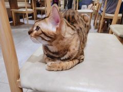 -猫友咖啡店(玉林西路店)
