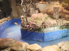-正佳雨林生态植物园