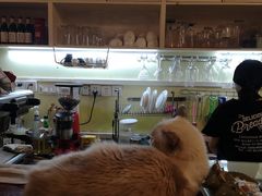 -猫色咖啡·猫咖