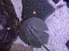 -暹罗海洋世界