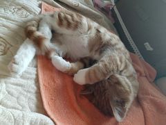 -纳吉亚猫专科动物诊疗中心(蒋宅口分院)