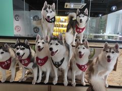 -Husky Go! 哈士奇体验馆·宠物咖啡厅狗咖