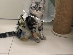 -纳吉亚猫专科动物医院博雅分院