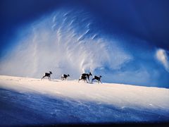 -罗红摄影艺术馆