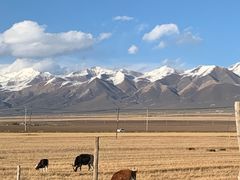 -祁连山草原