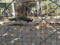 -长白岛森林公园