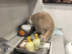 -伟伟宠物医院·CT影像中心·瑞派犬猫综合性门诊(汉口总院)