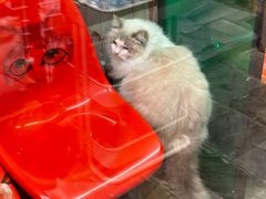 -猫咪博物馆(顶澳仔猫街店)