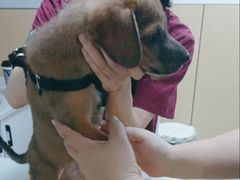 -瑞派蒂凯宠物医院·免疫点·宠保定点