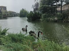 -芭东小镇温泉