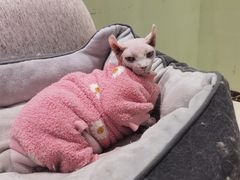 -藏猫猫咖啡主题馆(中央大道店)