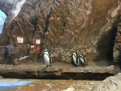 -帝企鹅自助餐厅•儿童岛•真企鹅(长隆企鹅酒店)